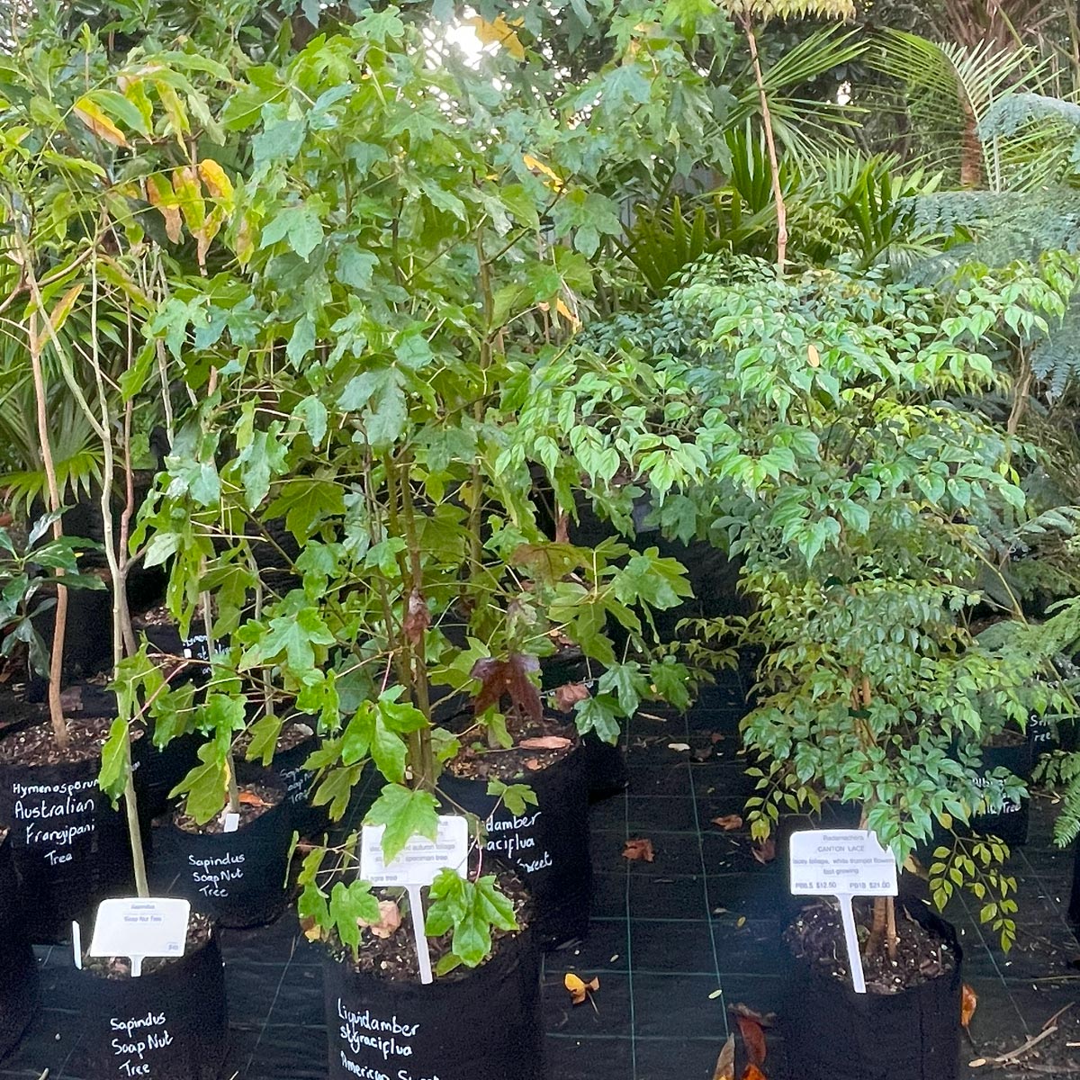 Bream-Bay-Greenworld-Specimen-Trees-Category-Image-2